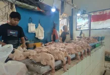 Pedagang Ayam Nunukan Jaga Harga Tetap Stabil Demi Pertahankan Pelanggan