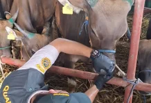 Karantina Nunukan Jamin Prosedur Masuk Sapi Potong