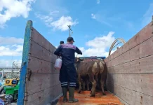 Karantina Nunukan Pastikan Pasokan Sapi Kurban di Zona Aman