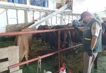 Karantina Nunukan Perketat Biosafety Kapal Ternak