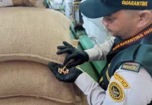 Balai Karantina Nunukan Waspada Ancaman Tungau Merah