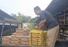 Permintaan Ayam Afkir dan Telur di Nunukan Meningkat jelang Iduladha