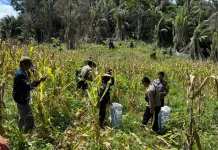 Polsek Krayan Selatan Panen Jagung di Desa Liang Lunuk