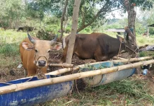 Peternak Lokal Siapkan Sapi Kurban dari Sebakis, Harga Tembus Rp 28 Juta