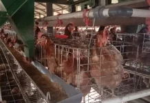 Peternak Nunukan Keluhkan Pakan Ayam jelang Hari Raya Idul Adha