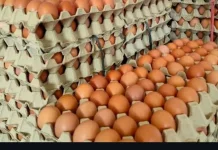 Butuh 27 Ribu Telur Sehari, SPPG Dorong Peternak Mandiri Pakan