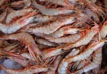 Keunikan Anatomi Udang: ketika Jantung dan "Perasaan" Berada di Kepala