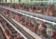 Peternak Nunukan Kesulitan Jaga Stabilitas Harga Ayam