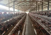 Peternak Nunukan Panen Seribu Ekor Ayam Setiap Hari