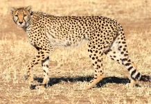 Menengok Rahasia Cheetah, Hewan Darat Tercepat di Bumi