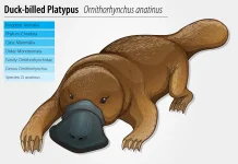 Platypus, Mahakarya Evolusi yang Membuat Sains Kebingungan