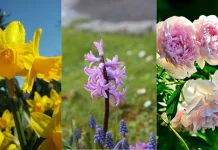 3 Kisah Mitologi Dibalik Cantiknya Bunga Daffodil, Yakut dan Peony