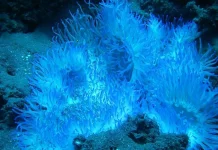 Mengenal Bunga Karang Laut: Hewan Unik yang Sering Dikira Tumbuhan