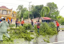 BPBD Nunukan Gerak Cepat Tangani Pohon Tumbang