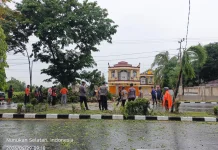 Warga Bersyukur Penanganan Pohon Tumbang Cepat di Selesaikan