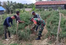 Babinsa Nunukan Selatan Genjot Panen Cabai Demi Ketahanan