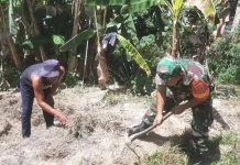 Babinsa Semenggaris Turun Langsung Perkuat Ketahanan Pangan Desa