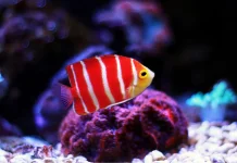 Ikan Hias Akuarium, Pilihan Tepat untuk Mempercantik Rumah dan Mengurangi Stres