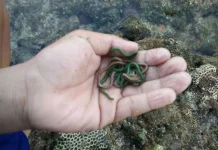 Nyale: Hidangan Eksotis Cacing Laut Suci dari Pesisir Sasak dan Sumba