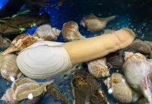 Geoduck: Pesona Eksotis Kerang Belalai Gajah Penghuni Dasar Pasifik