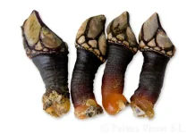 Percebes: Cakar Naga dari Samudra Atlantik yang Mewah
