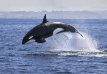 Orca Bukanlah termasuk Golongan Paus Maupun Hiu