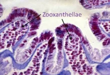 Zooxanthellae: Sang Produsen Mikroskopis Penggerak Kehidupan Terumbu Karang