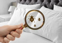 Waspada, Ini Ciri Kutu Kasur di Sofa dan Tempat Tidur