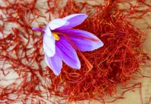 Saffron Rempah Termahal di Dunia