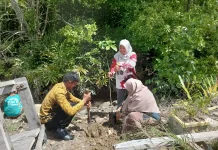 Taman Baca Pagun Taka Binusan Melakukan Penanaman Pohon di Hutan Mangrove