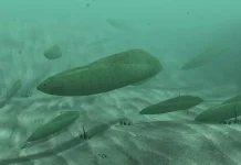 Misteri Haikouichthys: Kakek Buyut Semua Hewan Bertulang Belakang