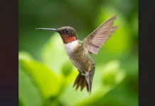 Menyingkap Rahasia Kolibri: Satu-satunya Burung yang Mampu Terbang Mundur