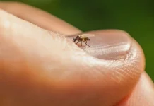 Waspada Gigitan Agas Bakau - Terjadi Dengan Sangat Cepat tanpa Disadari