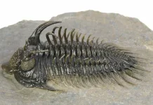 Trilobita - Arthropoda Purba Paling Sukses dan Ikonik dalam Sejarah Bumi