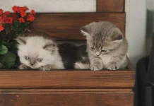 Bagi Kucing Bunga Lili Itu Beracun dan Berpotensi Menyebabkan Gagal Ginjal