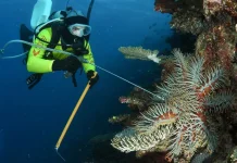 Bintang Laut Mahkota Duri: Sang Predator Eksotis Pembawa Ancaman Terumbu Karang