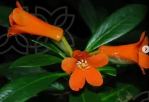 BRIN Temukan Spesies Baru Tanaman Rhododendron Berbunga Oranye di Sulteng