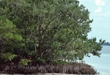Asal-Usul Penamaan Api-Api, Sang Penjaga Tangguh Pesisir Pantai