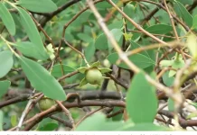 Menepis Salah Kaprah Identitas Pohon Bogem di Kawasan Mangrove