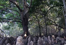 Menepis Salah Kaprah Identitas Pohon Tanjang di Kawasan Mangrove