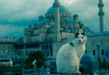 Fakta Kehidupan Kucing di Istanbul: Dicintai sejak Zaman Ottoman