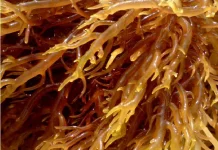 Potensi dan Keanekaragaman Jenis Rumput Laut di Kalimantan Utara