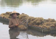 Mengembangkan Potensi Budidaya Rumput Laut di Lahan Tambak Pesisir