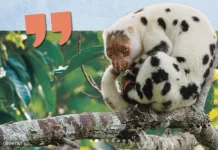 Unik, 'Marsupilami' Ini ternyata Satwa Endemik Papua