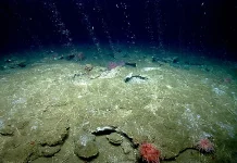 Kebun Kehidupan di Dasar Gelap: Mengenal Fenomena Cold Seeps