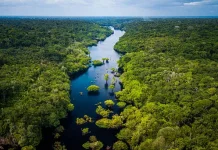Bahaya yang Terjadi jika Hutan Amazon Kekurangan Fosfor