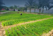 Lapas Nunukan Perkuat Program Ketahanan Pangan dengan Perawatan Lahan