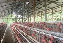 Pengusaha Nilai Harga Ayam Rp19.500 Belum Layak untuk Nunukan