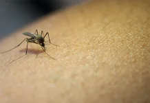 Kenali 5 Jenis Plasmodium Penyebab Malaria, Kemenkes Ajak Masyarakat Waspada