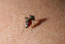 Kemenkes Ingatkan Masyarakat Waspadai Chikungunya dan Terapkan 3M Plus